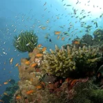 Corais e Vida Marinha