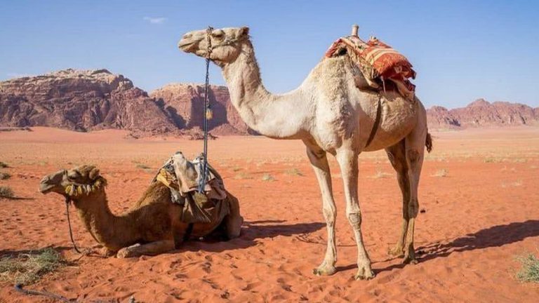 camelos no deserto