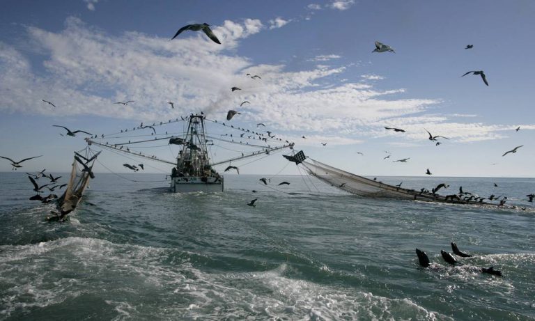 pesca predatória nos oceanos