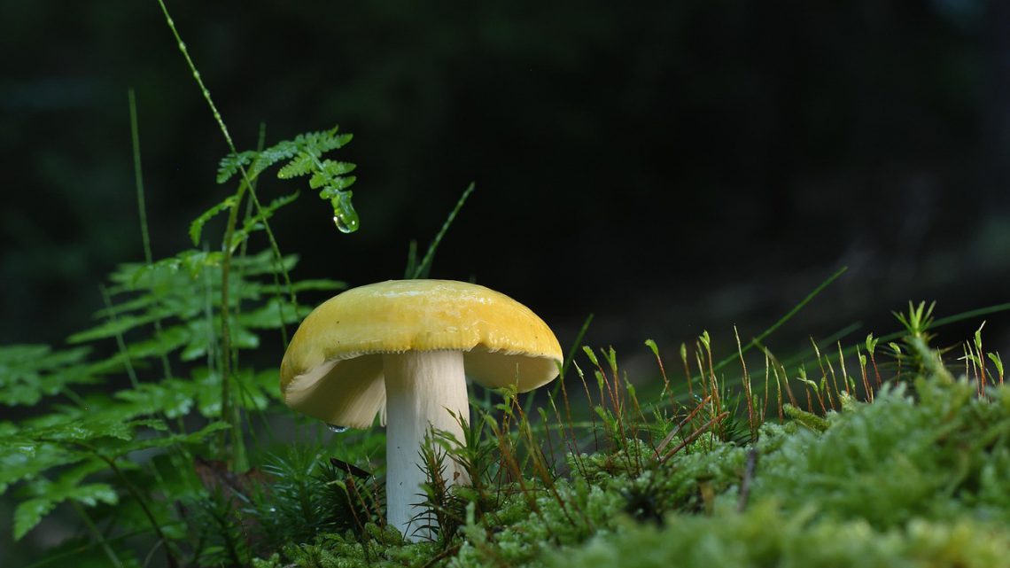 Fungos Micorrízicos: A Internet Subterrânea das Florestas que Mantém os Ecossistemas Vivos
