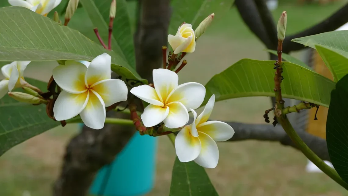 Flores Que Começam Com a Letra Z: Nome e Características