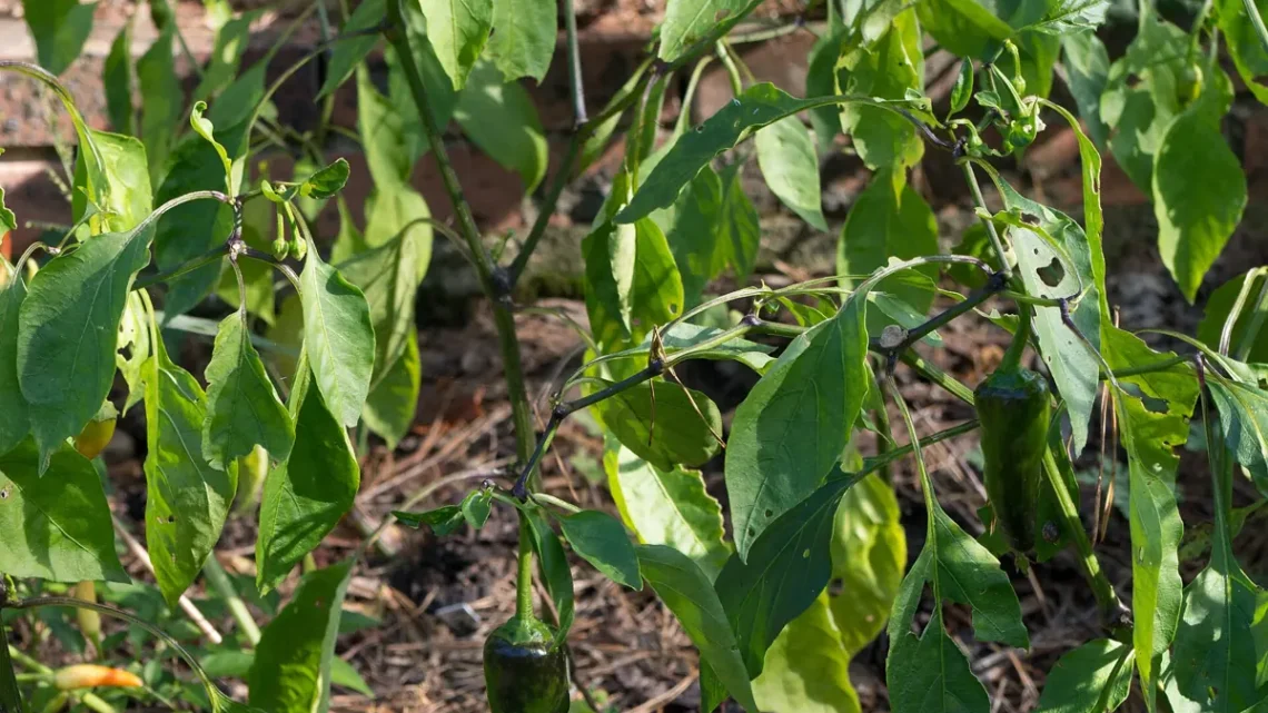 Pimenta Dedo de Moça: Benefícios, Ardência e Cultivo