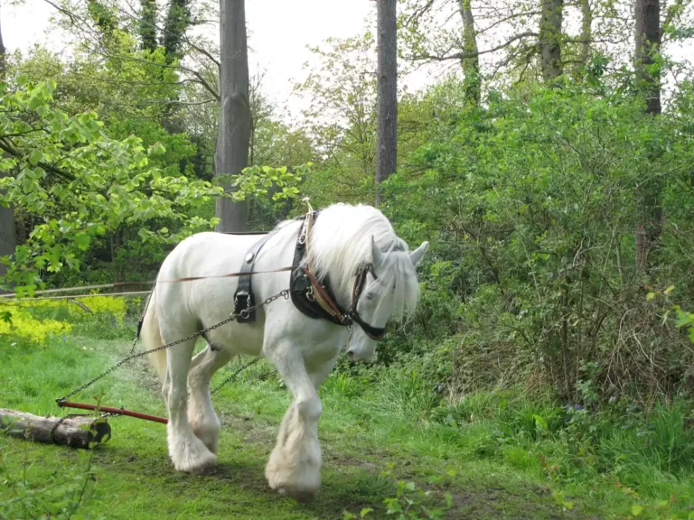 Cavalo da raca Shire (Equus ferus caballus), um dos maiores cavalos domesticos do mundo
